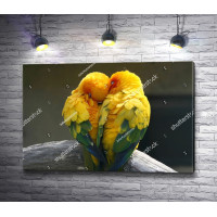Любовь между попугаями 