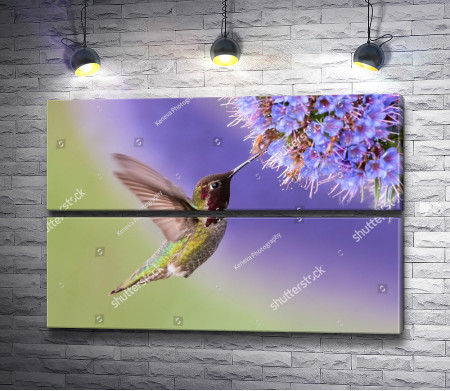Маленькая колибри и цветок 