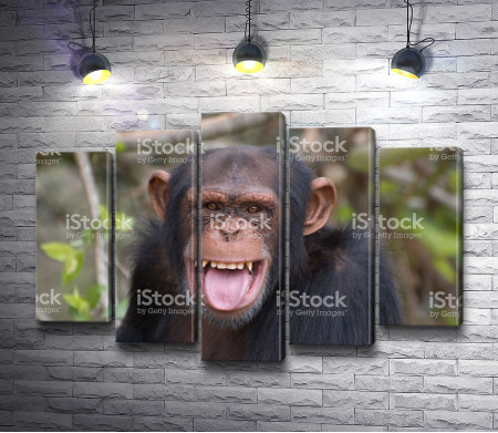 Веселая обезьяна 