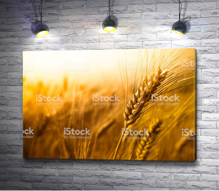 Колос пшеницы, макросъемка 