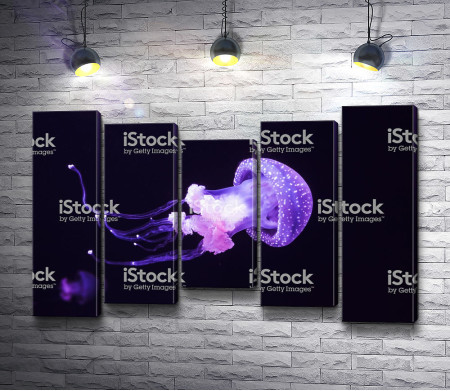 Фиолетовая медуза
