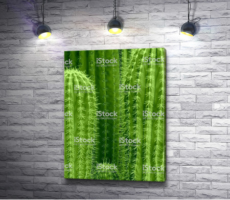 Ярко-зеленые кактусы 