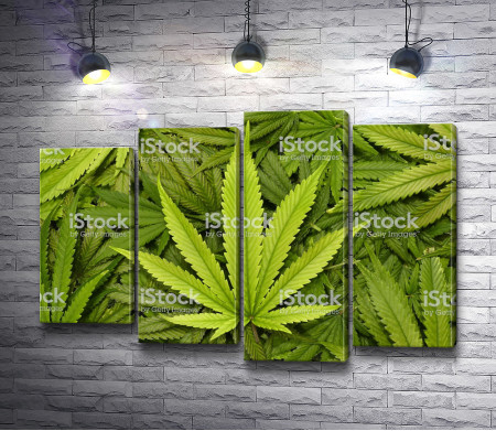 Листья марихуаны 