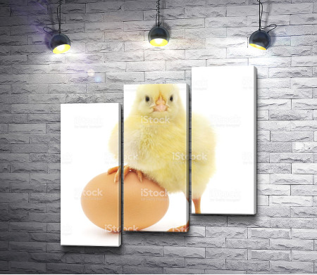 Цыпленок и яйцо 