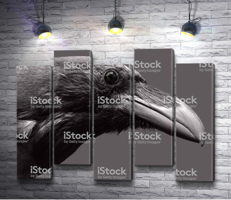 Голова черного ворона 