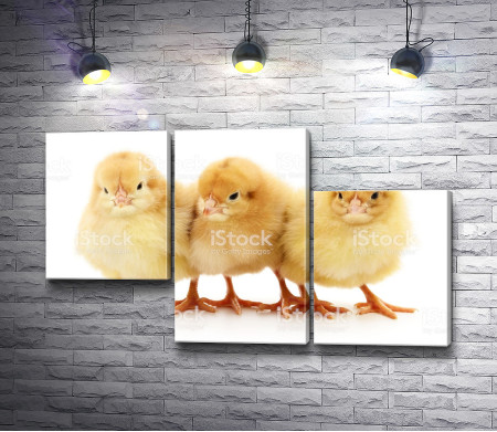 Три цыпленка 