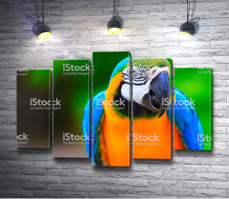 Попугай ара из тропиков 