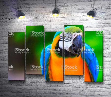Попугай ара из тропиков 