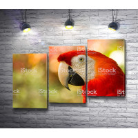 Красный попугай ара