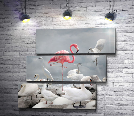 Розовый фламинго среди лебедей 