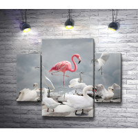 Розовый фламинго среди лебедей 