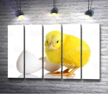 Желтый цыпленок 