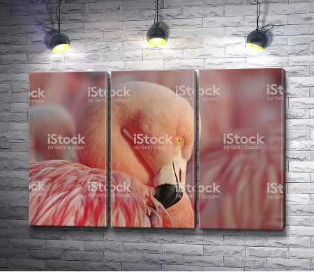Фламинго нежно розового цвета 
