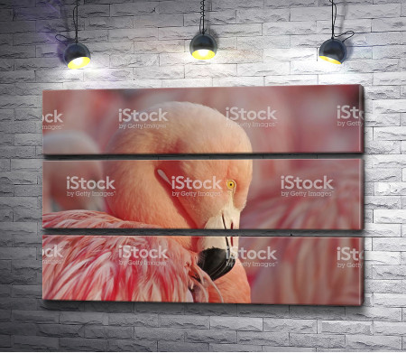 Фламинго нежно розового цвета 