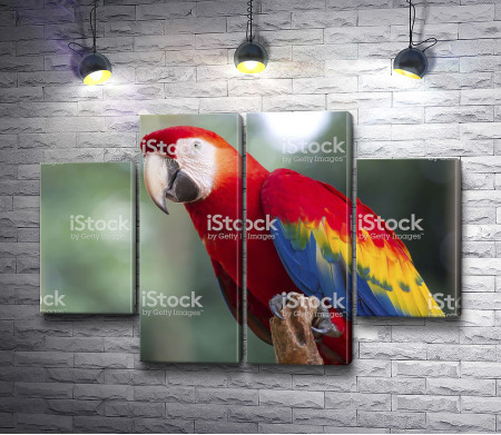 Разноцветный попугай ара 