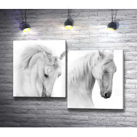 Две белоснежные лошади 