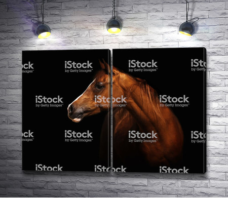 Коричневый конь на черном фоне 