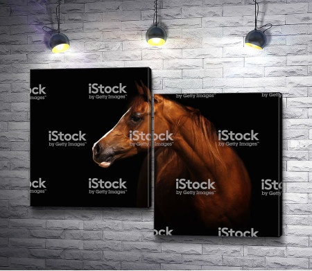 Коричневый конь на черном фоне 