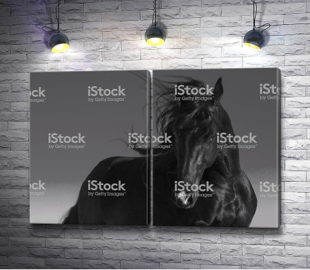 Черно-белое фото лошади 