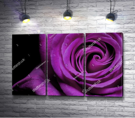 Пурпурная роза, макросъемка