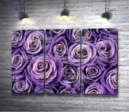 Много фиолетовых роз
