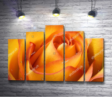 Лоно оранжевой розы