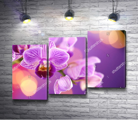 Бутоны орхидеи