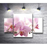 Нежно-лиловая веточка орхидеи