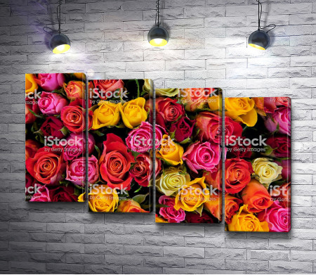 Разноцветные бутоны роз