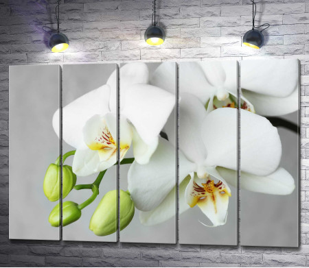 Белоснежный бутон орхидеи