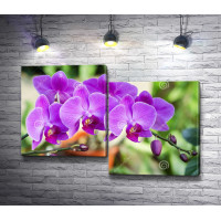 Фиолетовый цвет орхидеи