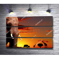 Слон на фоне заката в Сафари