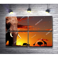 Слон на фоне заката в Сафари