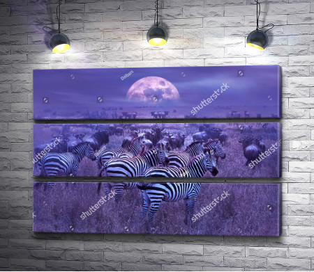 Стадо зебр на фоне лунного неба 