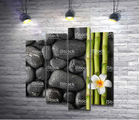 Сочный бамбук на фоне камней 