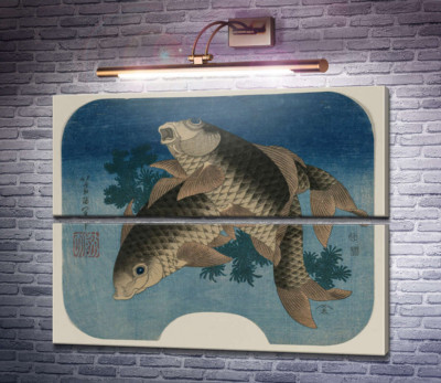 Плавання коропа водними водоростями