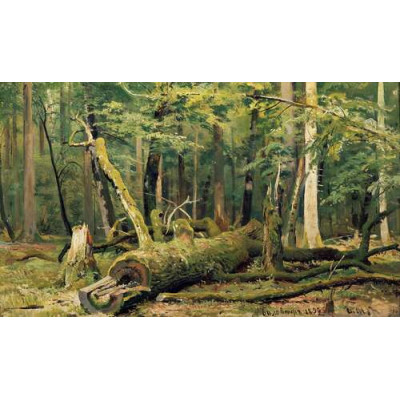 Зрубаний дуб. Біловезький ліс, 1892.