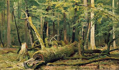 Срубленный дуб. Беловежский лес, 1892 г.