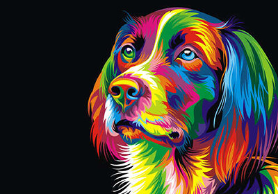 Веселкове забарвлення кокер-спаніеля