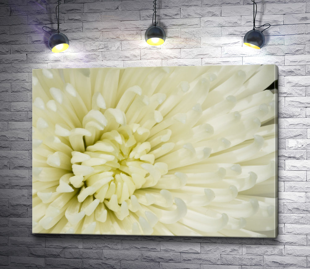 Картина "Сердце белоснежной хризантемы"