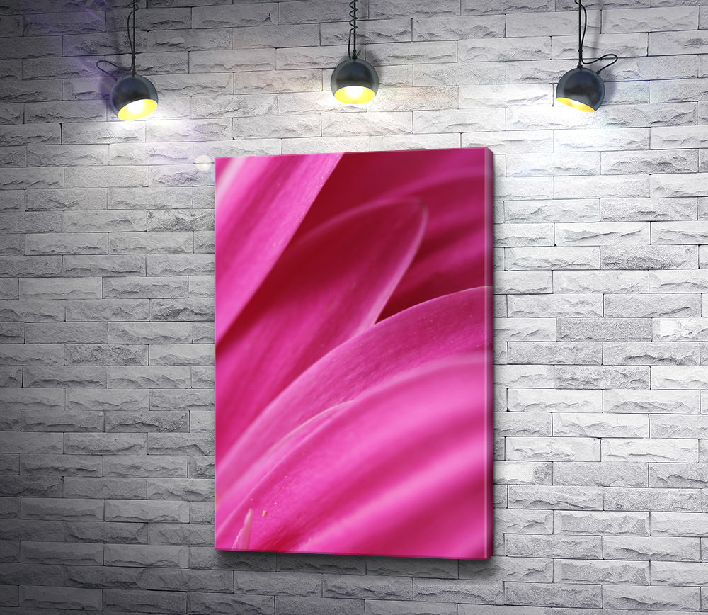 Картина "Ярко-розовые цветочные лепестки герберы"